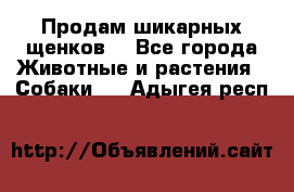 Продам шикарных щенков  - Все города Животные и растения » Собаки   . Адыгея респ.